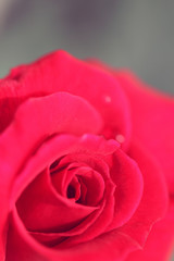 Fototapeta premium beautiful red rose