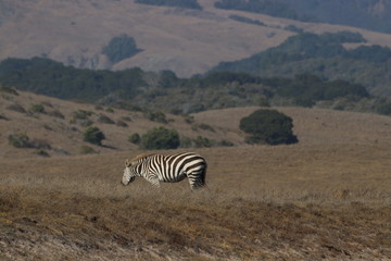 Zebra roam wild in California between Gorda, south of Big Sur and Cambria along Highway one.  Originally imported for Hearsts Castle they were releases into the wild and niw graze amongst cattle