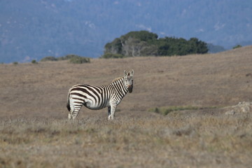 Fototapeta na wymiar A California Zebra poses 
