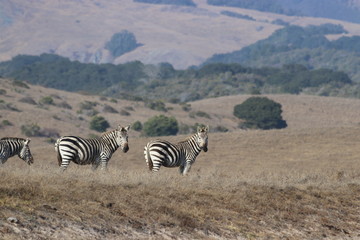 Obraz premium Wild California Zebra 