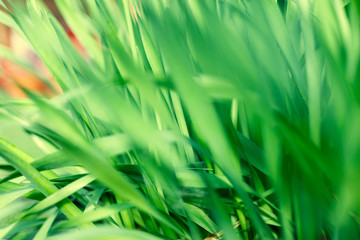Fresh green grass with water droplet in sunshine