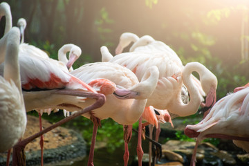 Flamingo live in a herd of nature.