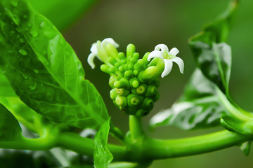 Yo is one of the herbs that can be a component of food.