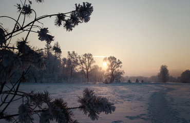 Winter path in the forest