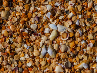 a lot of shells on the shore texture