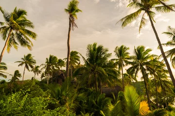 Aufgestiegene Ansicht der Kokosnusspalme in der Insel © themorningglory