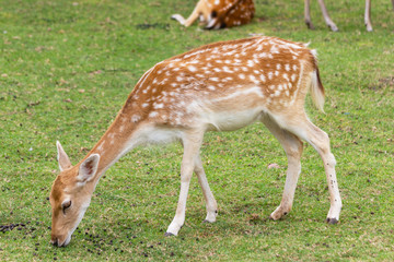 Naklejka na ściany i meble Deer Star eating food On green grass in the farm Bangkok Thailand