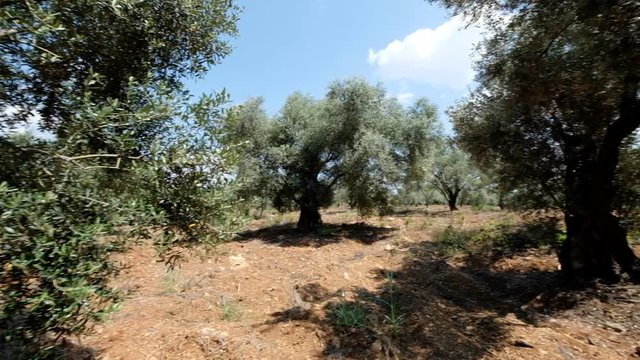 Green olive tree plantation