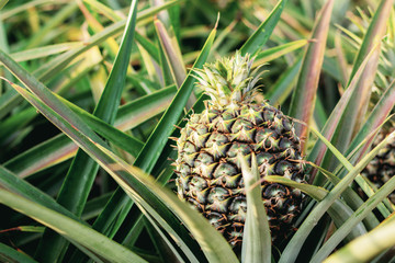 Fototapeta premium Pineapple on plantation.