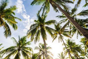 Fototapeta na wymiar Coconut palm tree uprisen view in island