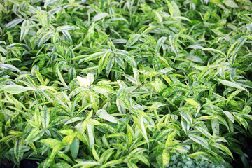 natural green tropical leaves background.