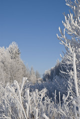 winter landscape 
