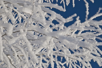 Fototapeta na wymiar frost