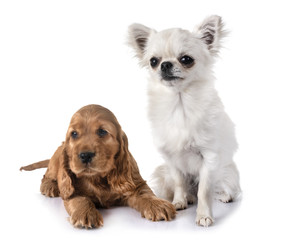 puppy cocker spaniel and chihuahua