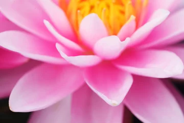 Papier Peint photo Lavable fleur de lotus close up of beautiful blooming pink lotus flower