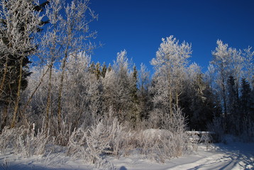 winter landscape 