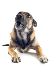 Obraz premium malinois in studio