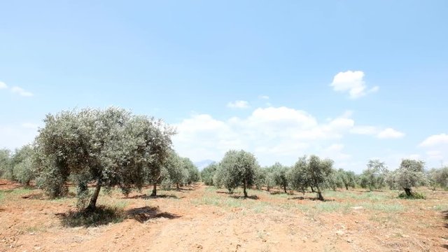 Green olive tree plantation