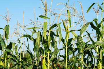 On the field ripens corn