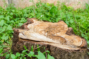Cross section of the tree trunk.