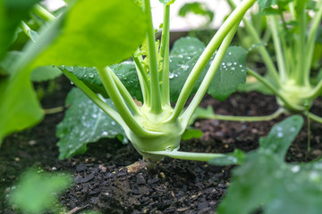 Close up of kohlrabi bulb - brassica vegetable growing in garden bed