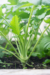 Obraz premium Kohlrabi brassica vegetable side view - growing in soil in garden bed