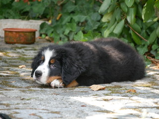 Berner Sennenhund