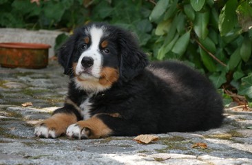 Berner Sennenhund