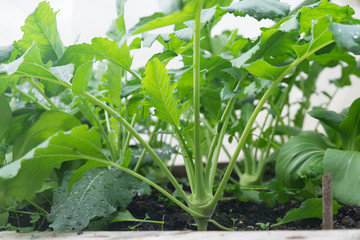 Obraz premium Leafy greens - Brassica vegetables growing in garden bed - kohlrabi and pak choi (chinese cabbage)