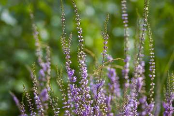 Blooming heather in National Park Maasduinen in the Netherlands
