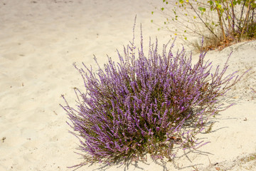 Blooming heather in National Park Maasduinen in the Netherlands