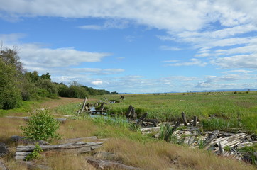 Wetlands in British Columbia, Canada