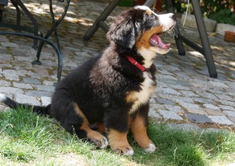 Berner Sennenhund