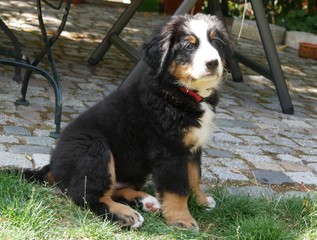 Berner Sennenhund