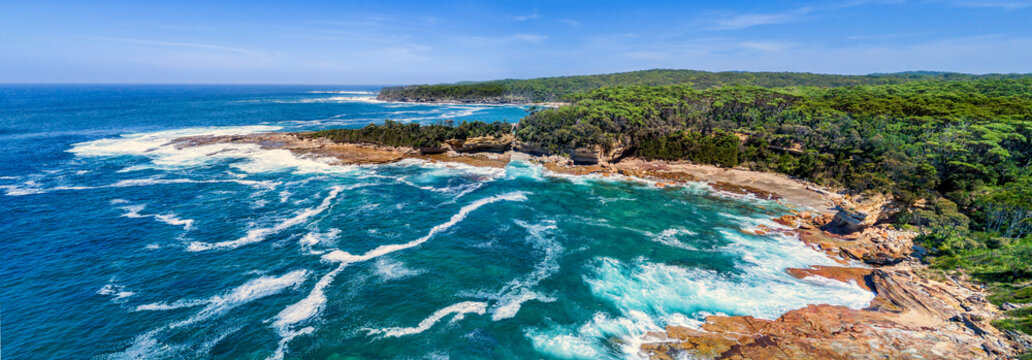Panoramic Views of Wasp Head
