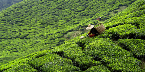 Worker picking tea leaves in tea plantation - obrazy, fototapety, plakaty