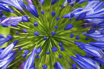 Obraz premium blossoming of blue lilies flower