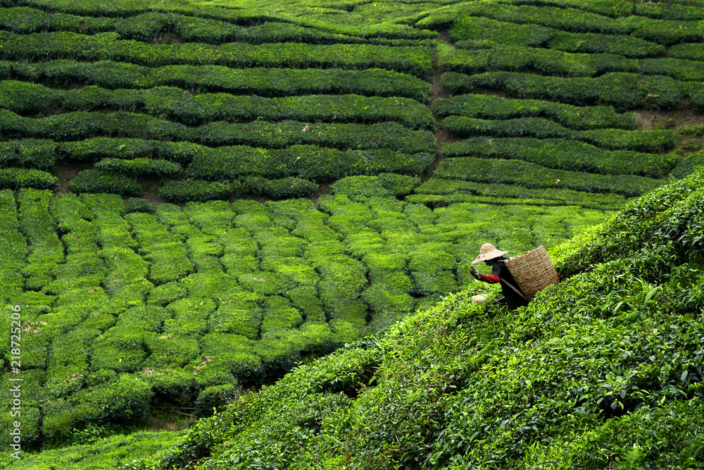 Poster Worker picking tea leaves in tea plantation