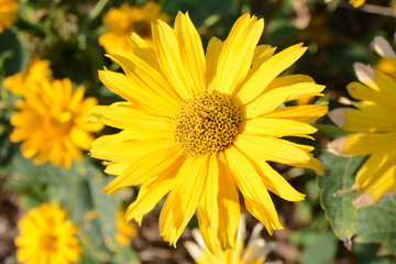 Sonnenauge, Heliopsis