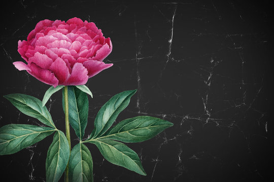 Watercolor illustration of peony flowers. Perfect for greeting cards or invitations