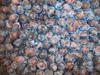 fresh plums new crop