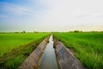 Cereal Plant, Flood, Rice - Cereal Plant, Seedling,