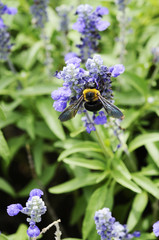 クマバチとサルビアの花