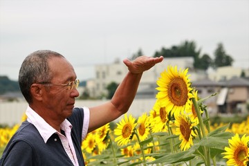ひまわり畑　シニア