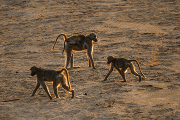 Chacma baboon in Kruger National park, South Africa