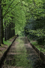 Leaf covered canal (vertical)
