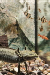 Axolotl in aquarium and fish in the background.