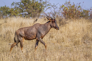 Common tsessebe in Kruger National park, South Africa ; Specie Damaliscus lunatus lunatus family of Bovidae