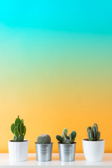 Collection of various cactus and succulent plants in different pots. Potted cactus house plants on white shelf against multicolored wall.