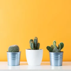 Photo sur Plexiglas Cactus Collection de diverses plantes de cactus dans différents pots. Plantes d& 39 intérieur de cactus en pot sur une étagère blanche contre un mur de couleur moutarde pastel.